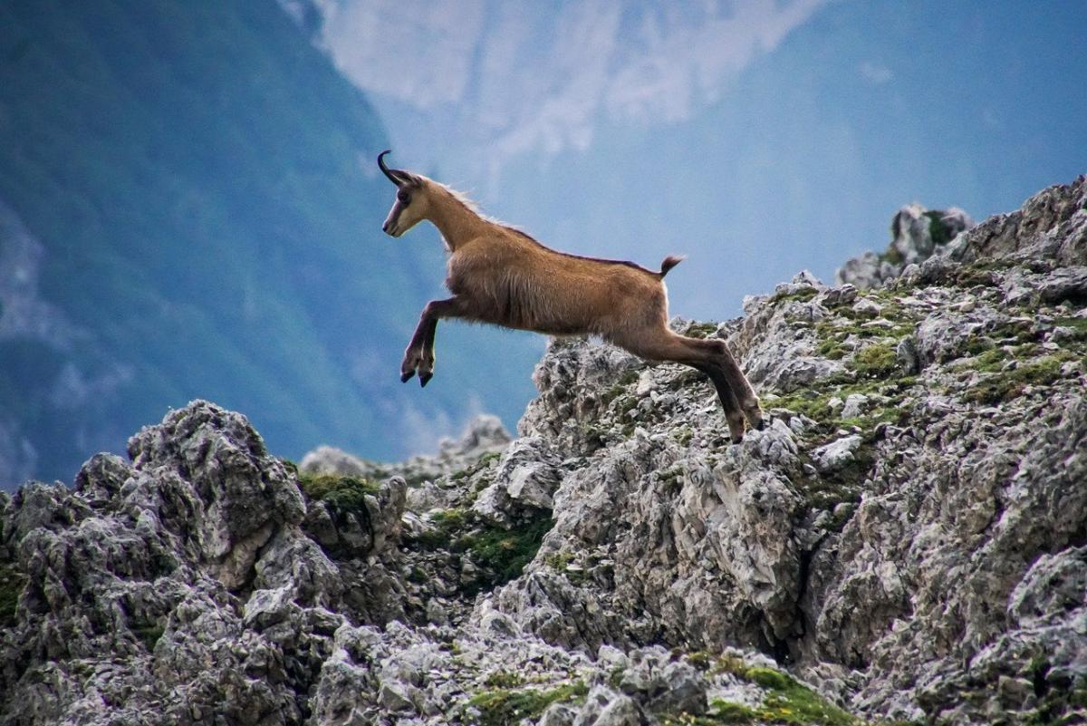 chamois in bulgaria