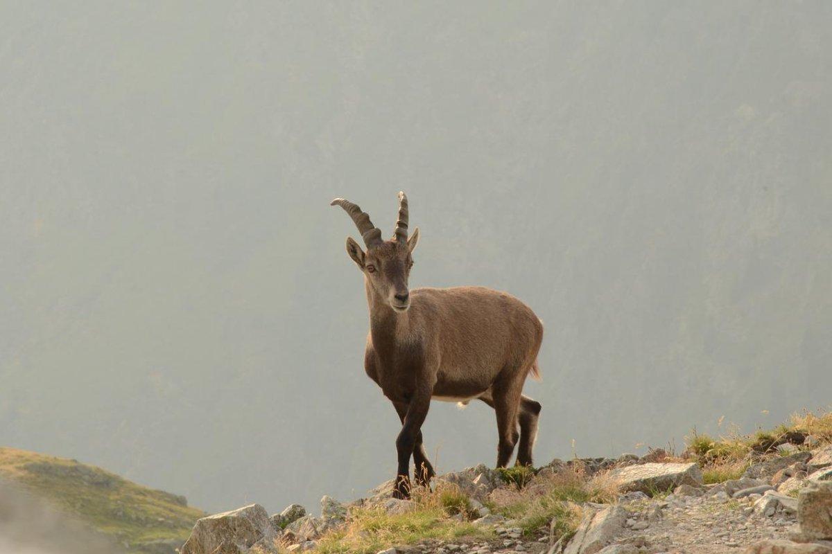 chamois is among the endangered animals in greece