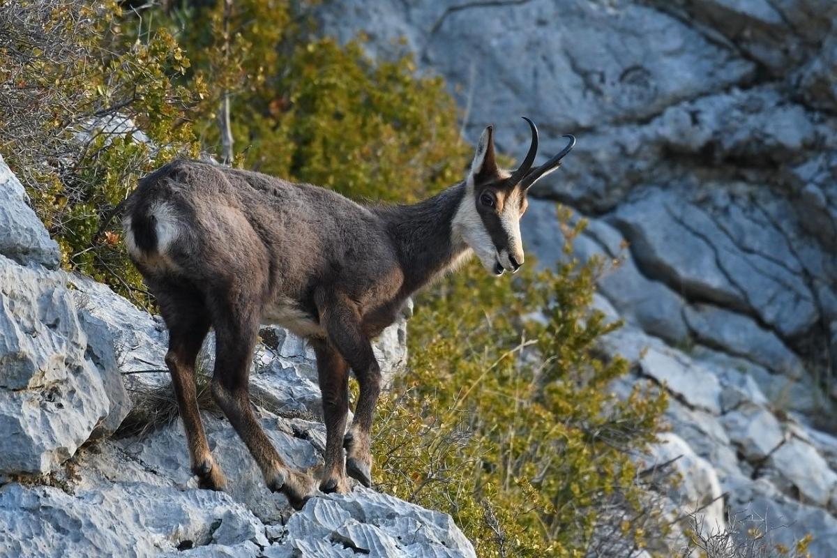 Chamois - Description, Habitat, Image, Diet, and Interesting Facts