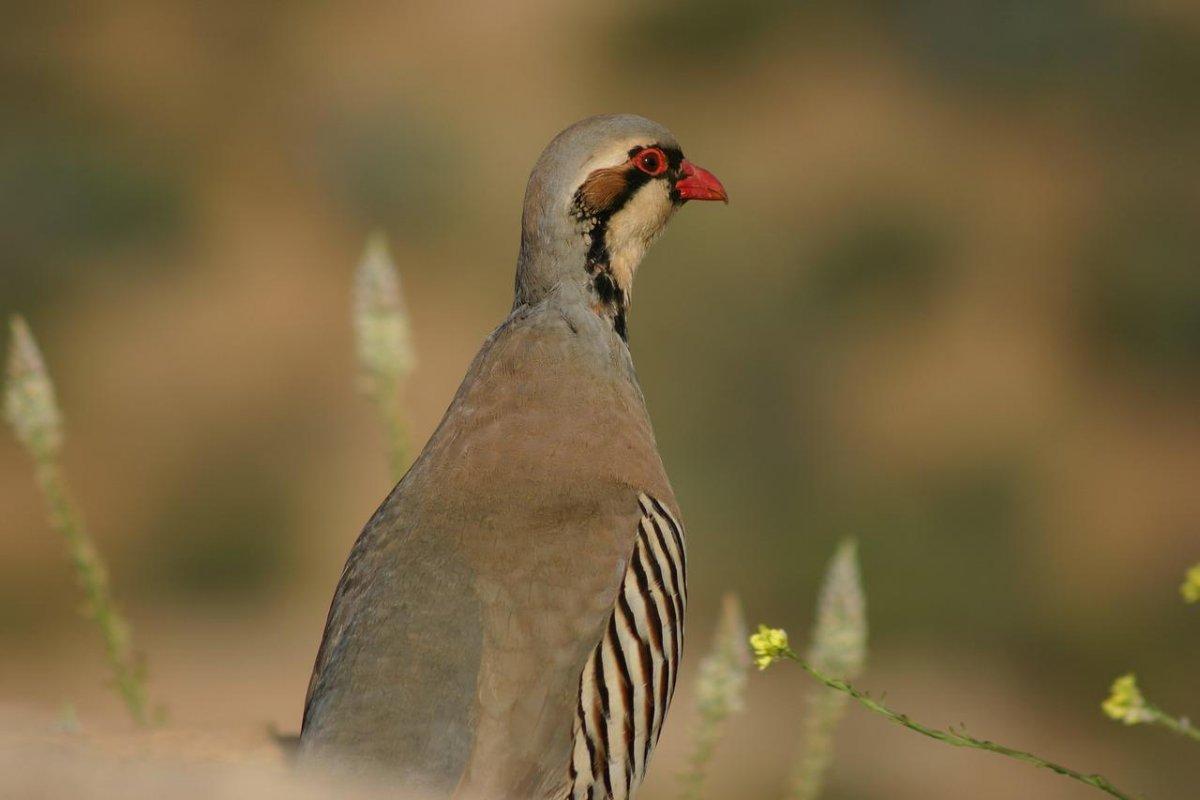 chukar partridge is iraq national animal