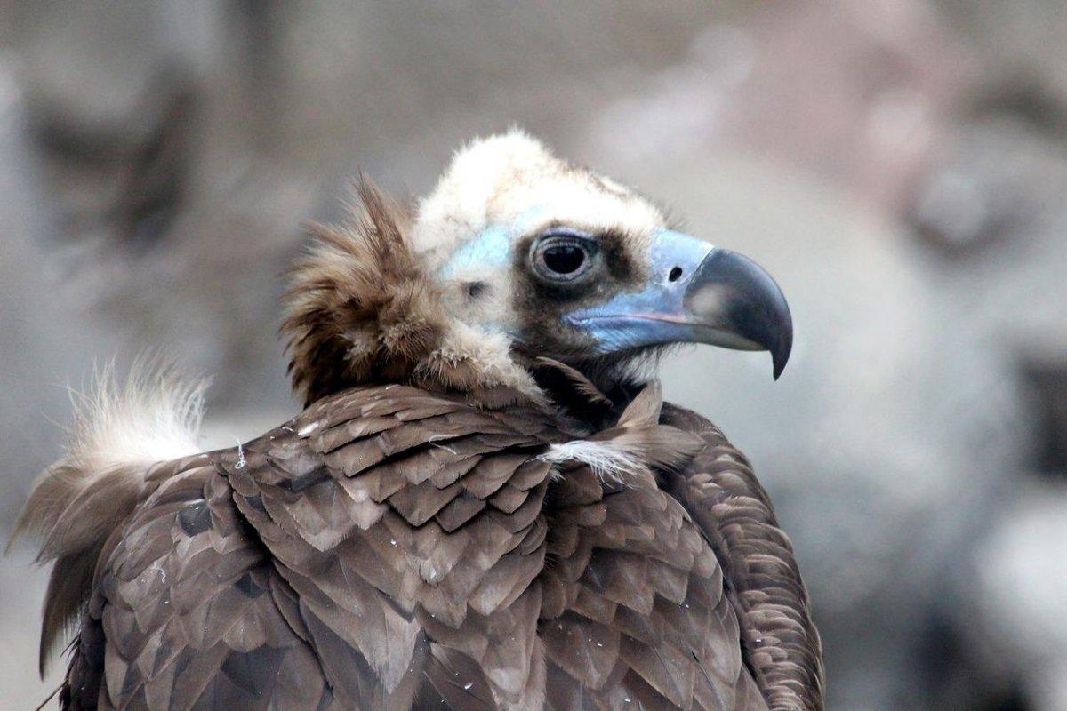 cinereous vulture