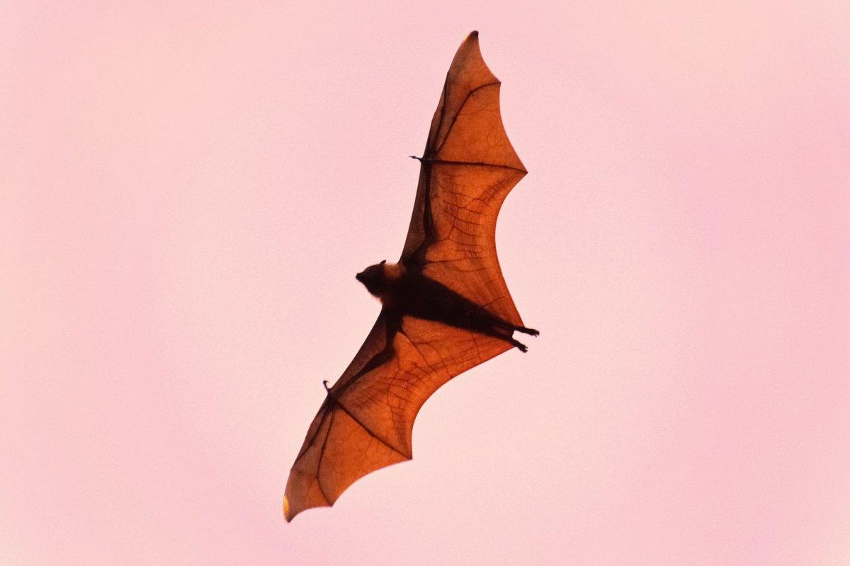 common bent wing bat in bulgaria
