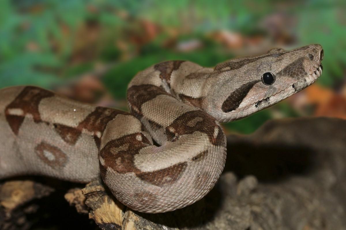 common boa is one of the popular animals in costa rica