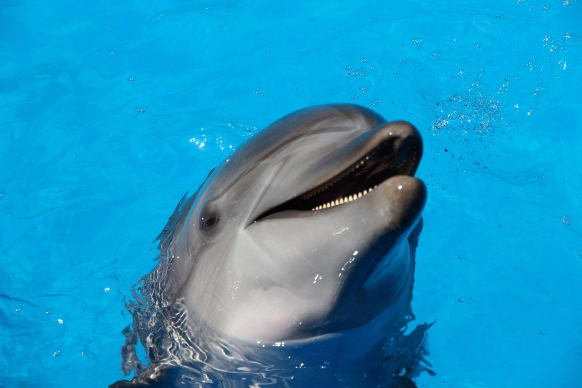 common bottlenose dolphin