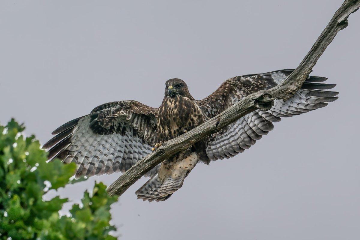 common buzzard flying in the air