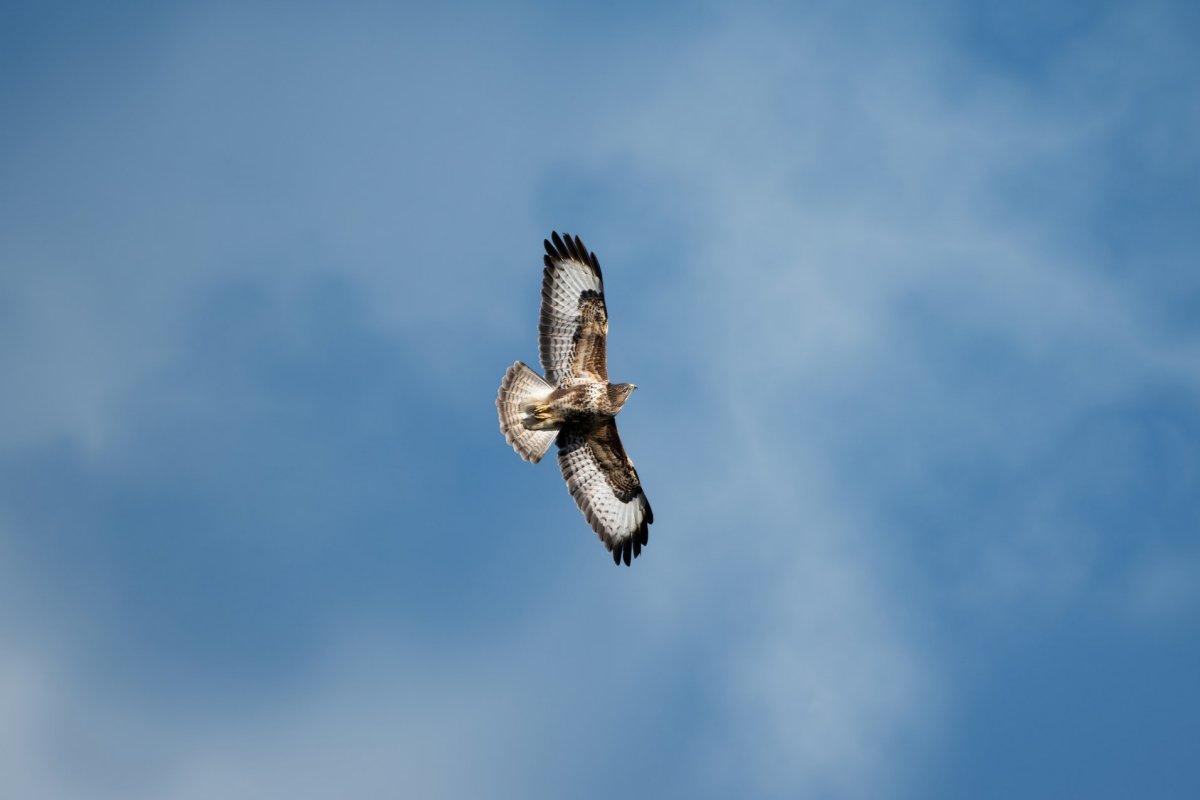 common buzzard