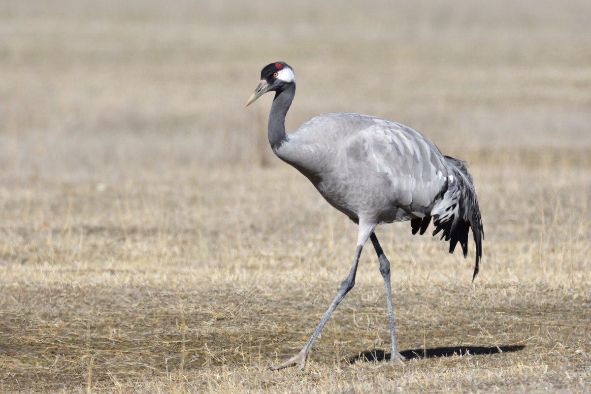 common crane is part of the list of wild animals in spain