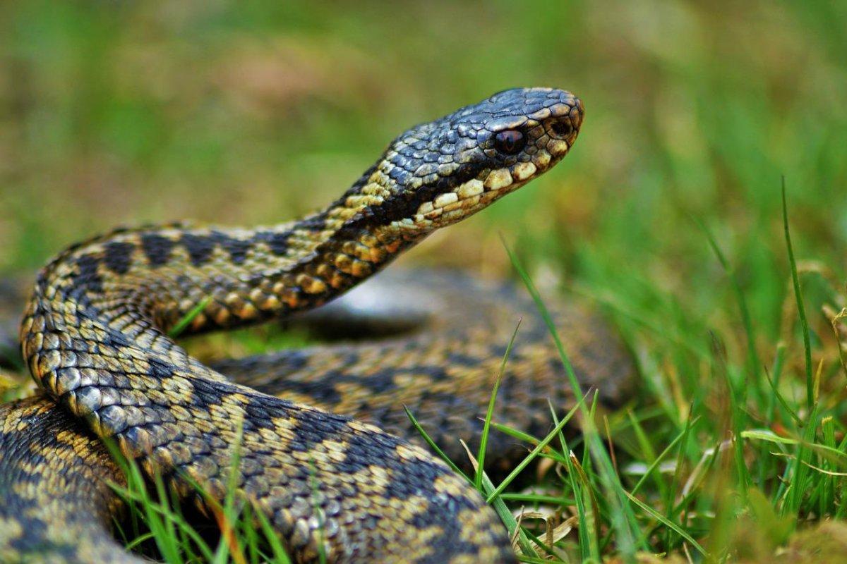 common european adder in the nature