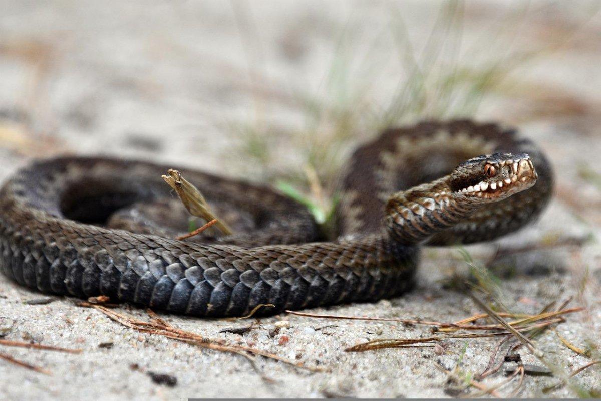 common european adder