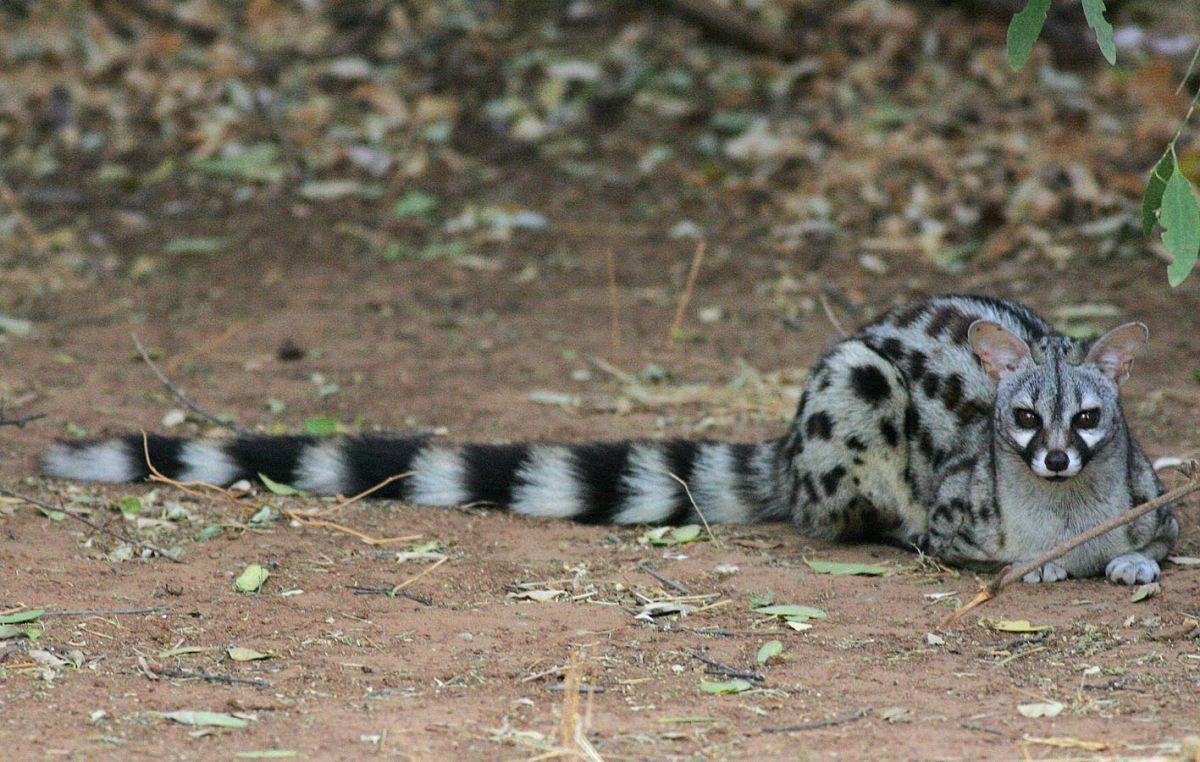 common genet is one of the native animals in france