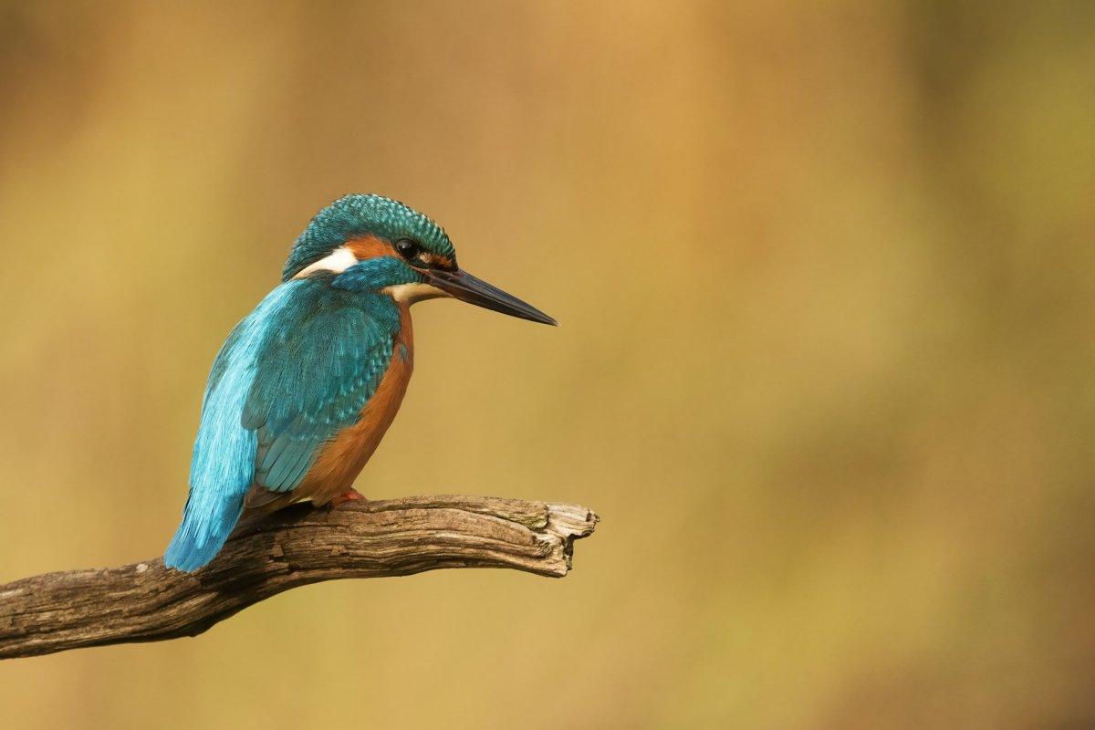 common kingfisher is part of the estonia wildlife