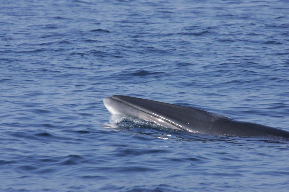 common minke whale is one of the georgia wildlife animals