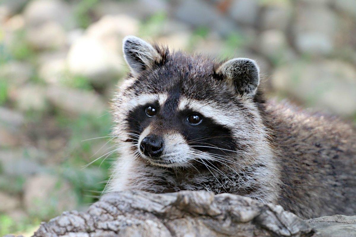 common raccoon dog in france