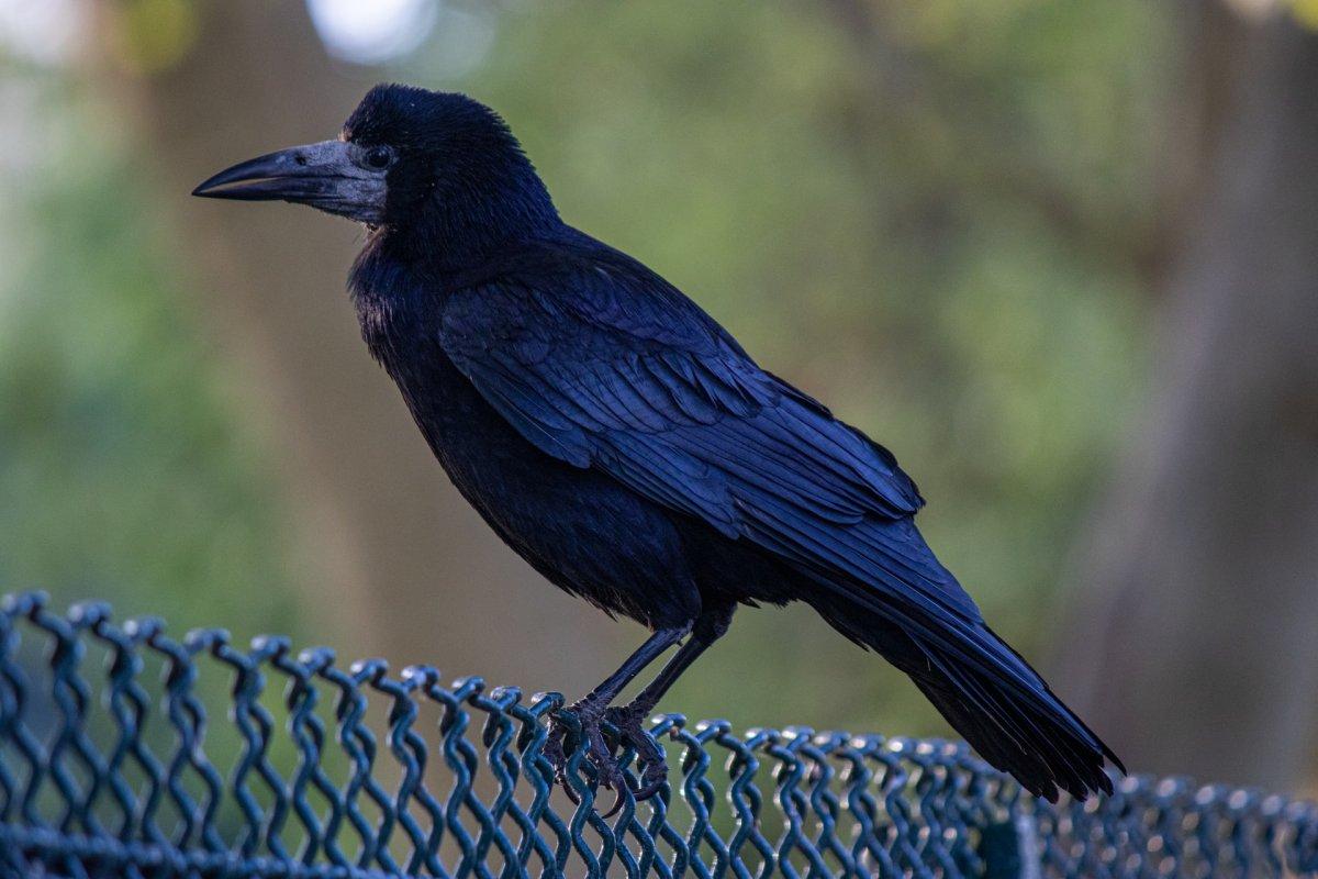 common raven is in the common animals in france