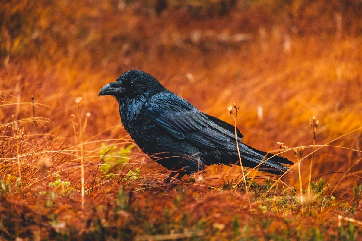 common raven is part of the austria wildlife