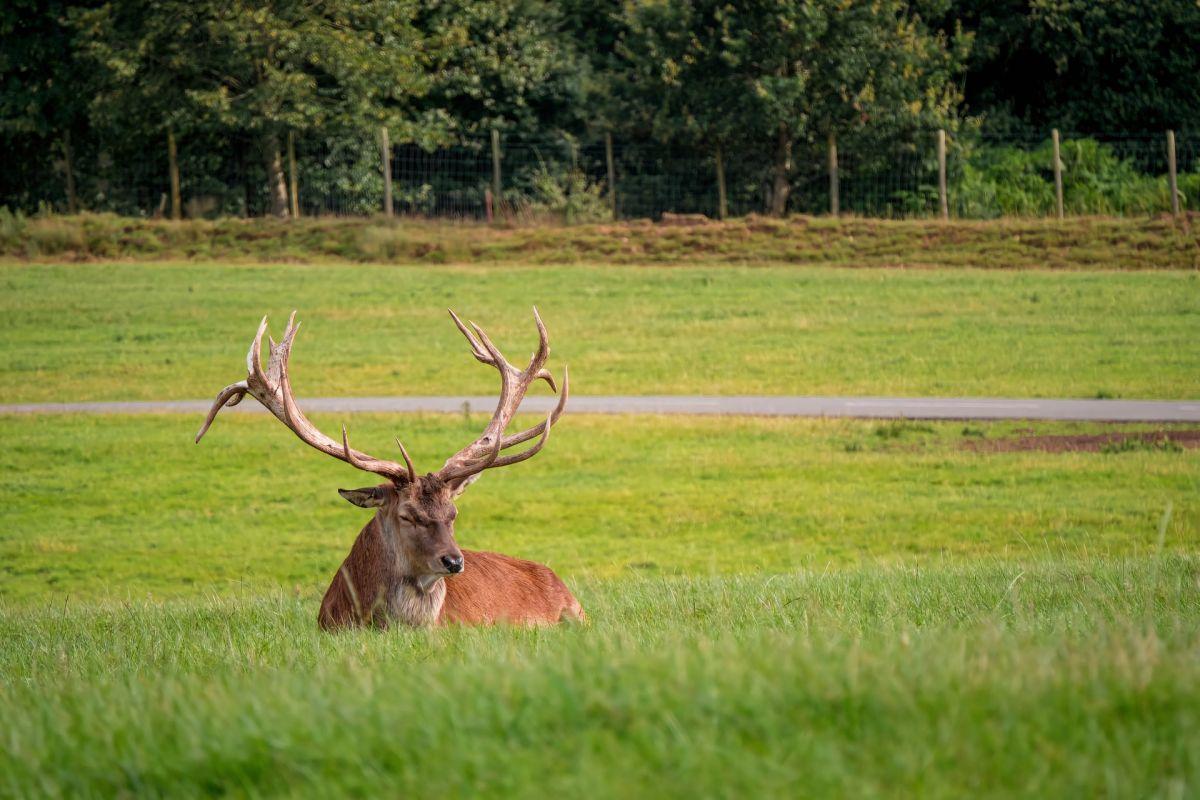 corsican red deer is one of the popular italian animals