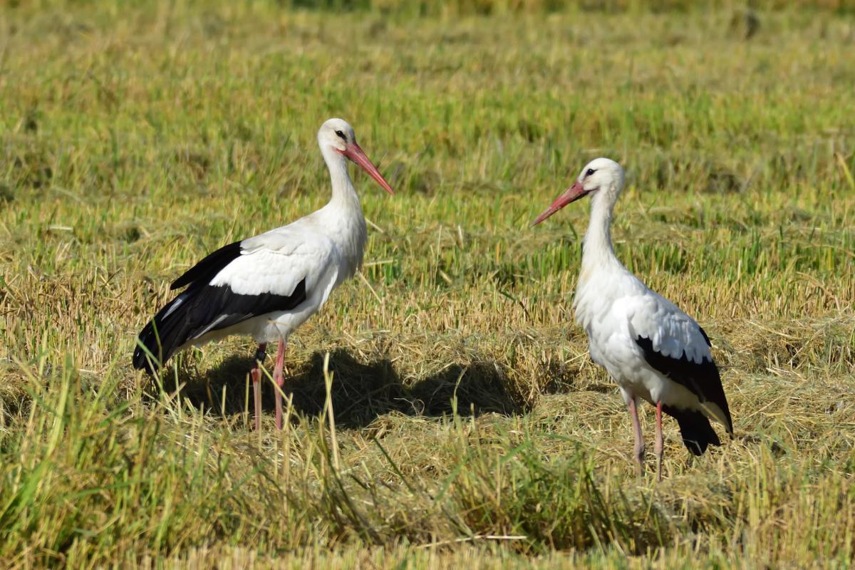 couple of white storks