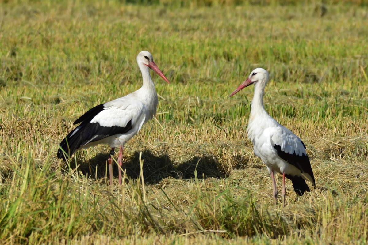 couple of white storks