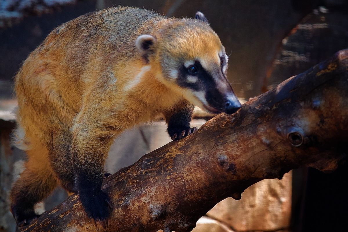 crab-eating raccoon is one of the native animals to costa rica