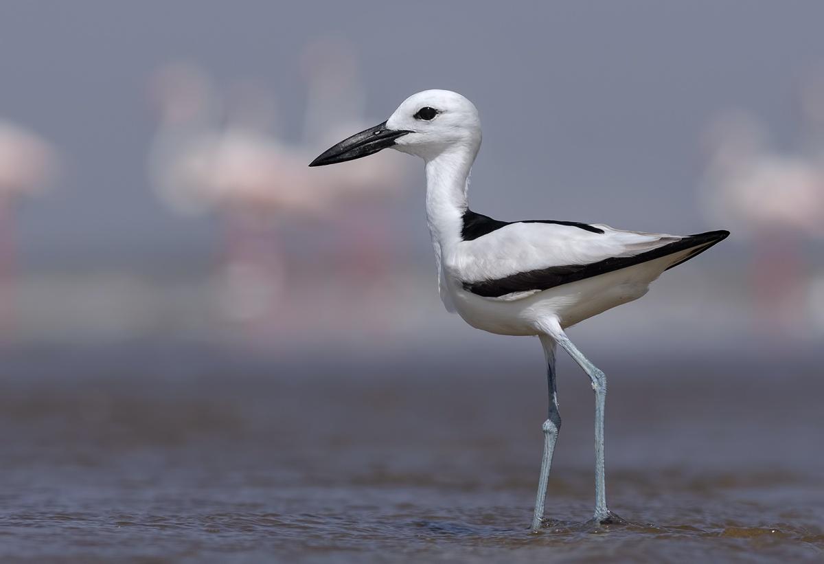 crab plover is an animal kuwait has on its land