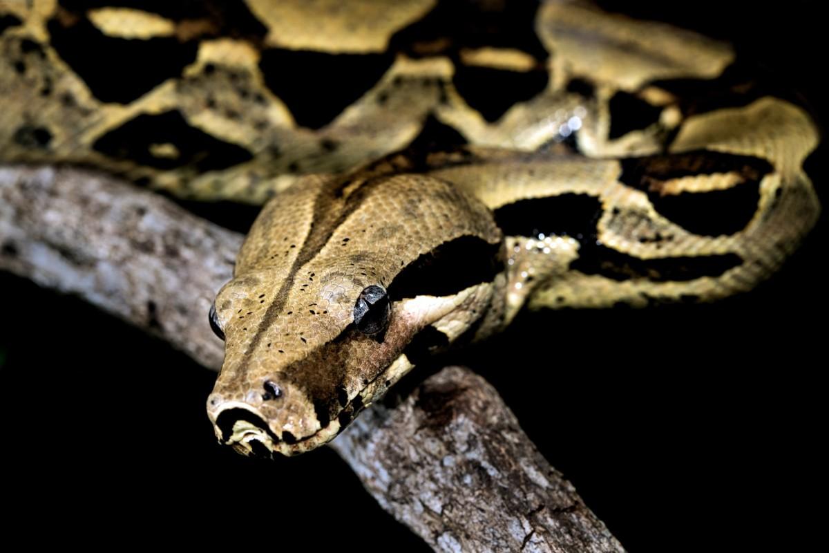 cuban boa is one of the native animals of cuba