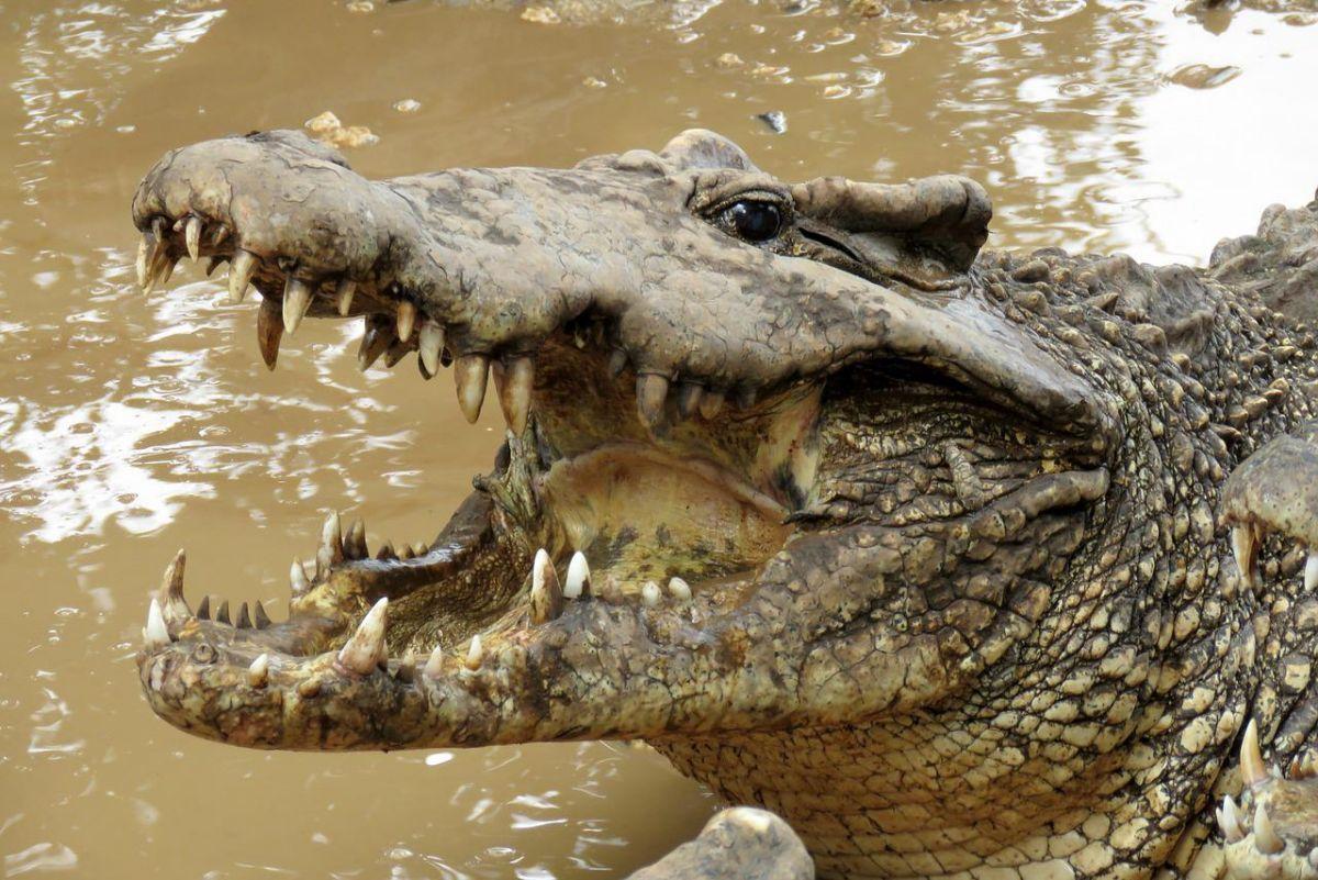 cuban crocodile is one of the endangered animals in cuba