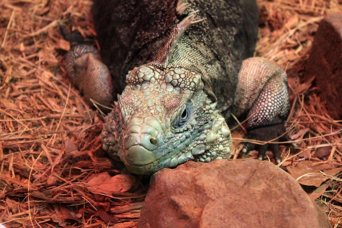 cuban rock iguana is one of the animals cuba has on its land