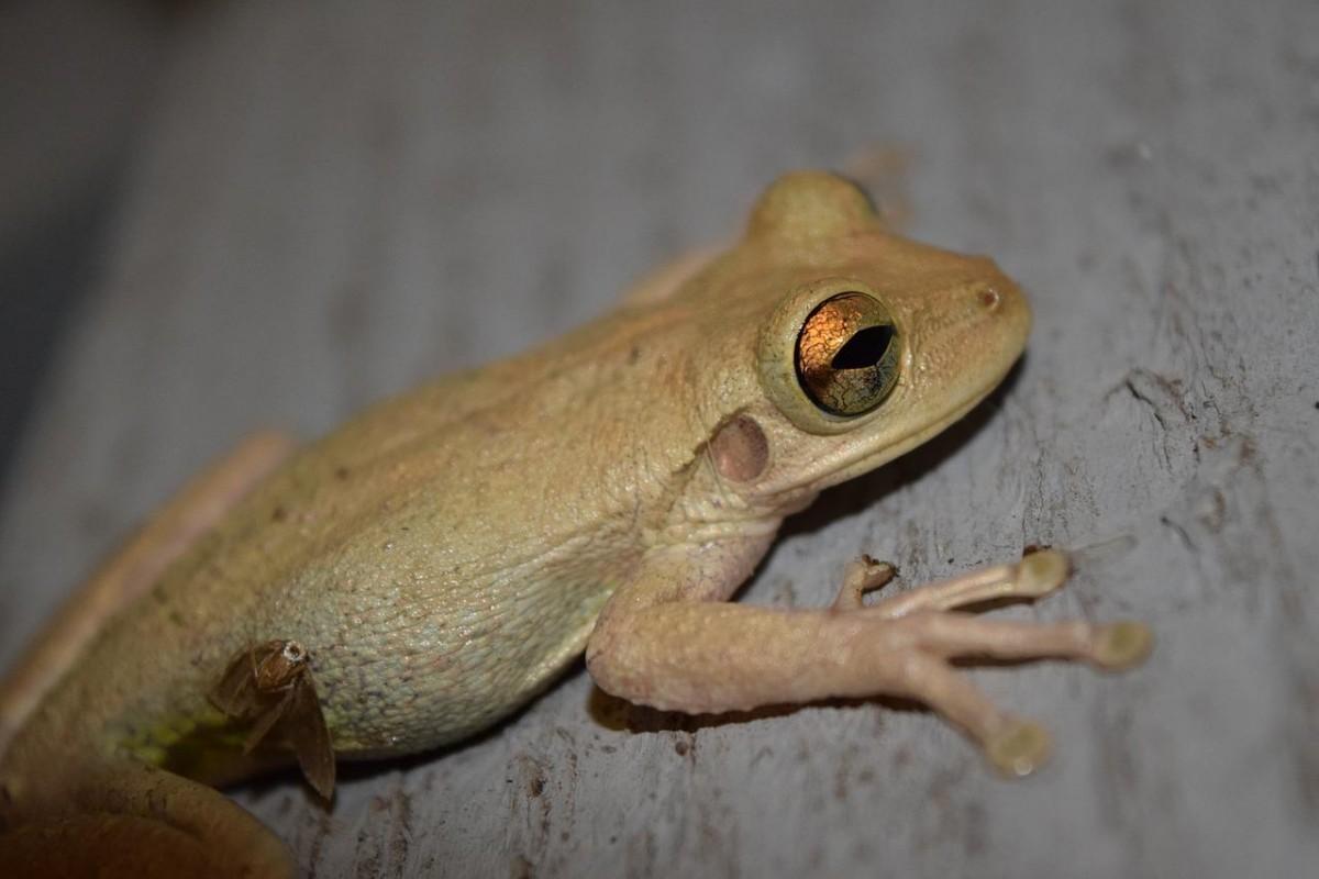 cuban tree frog is part of the wildlife in cuba