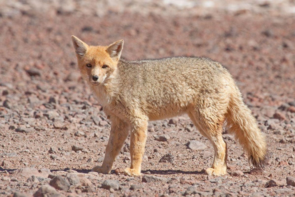 culpeo is in the native animals of chile