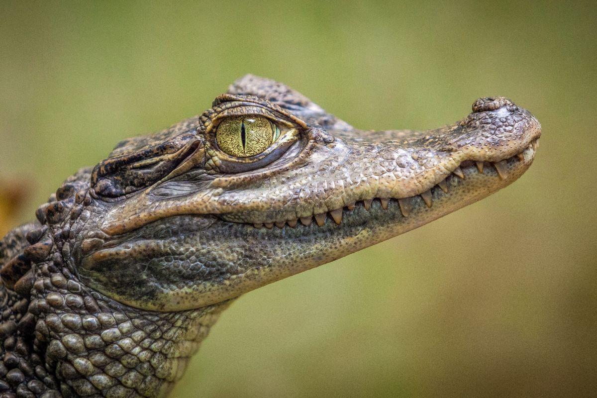 cuvier's dwarf caiman is among the animals bolivia has on its land