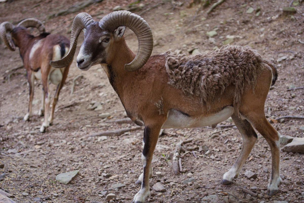 cypriot mouflon is cyprus national animal