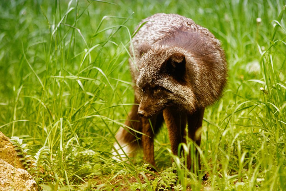 darwin's fox is one of the endangered animals in chile