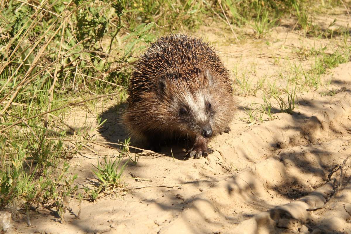 desert hedgehog