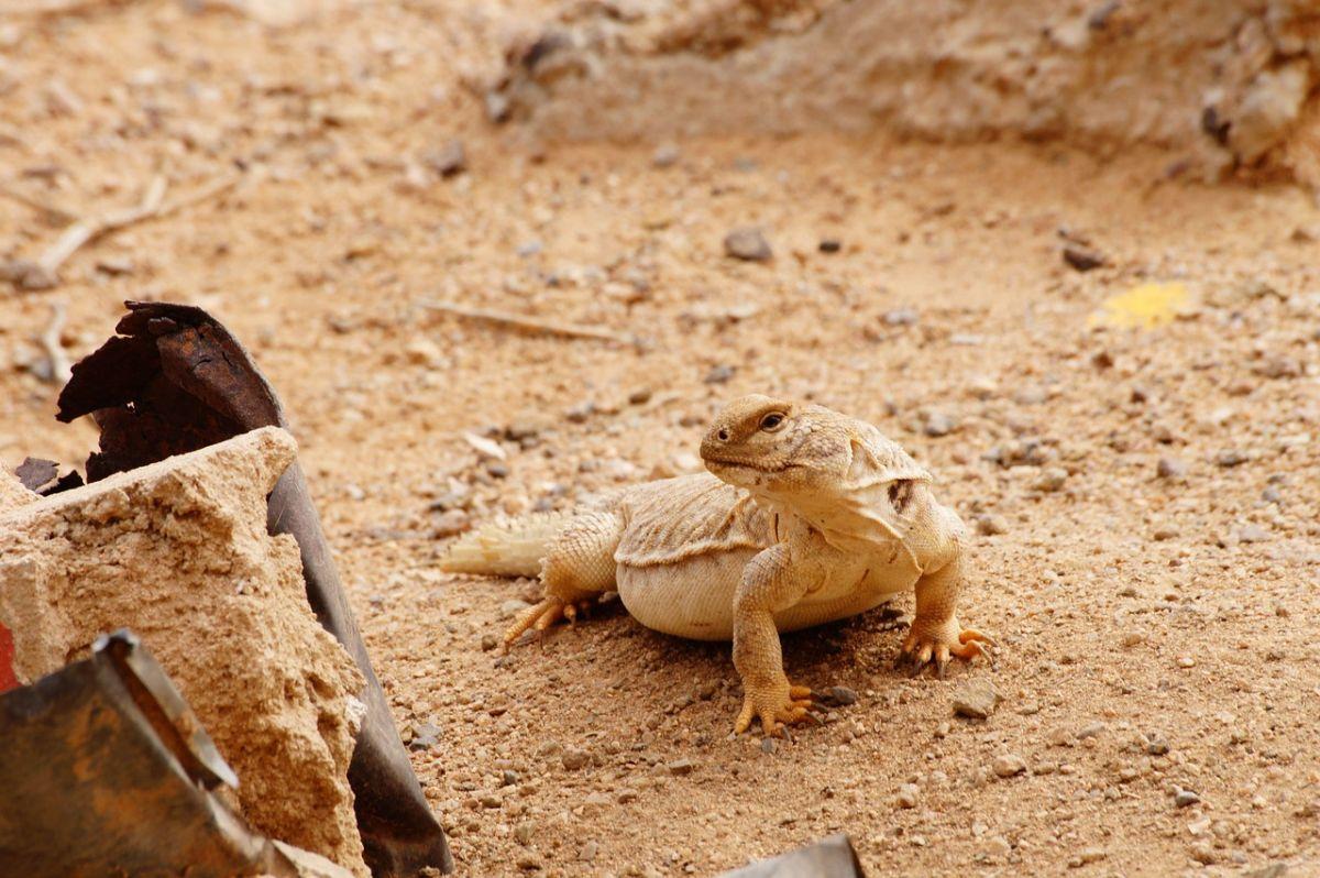 desert monitor in jordan