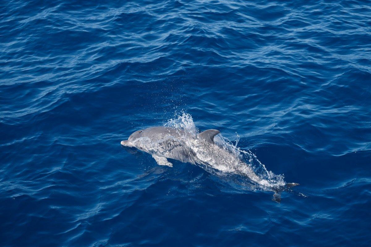 dolphin in the sea