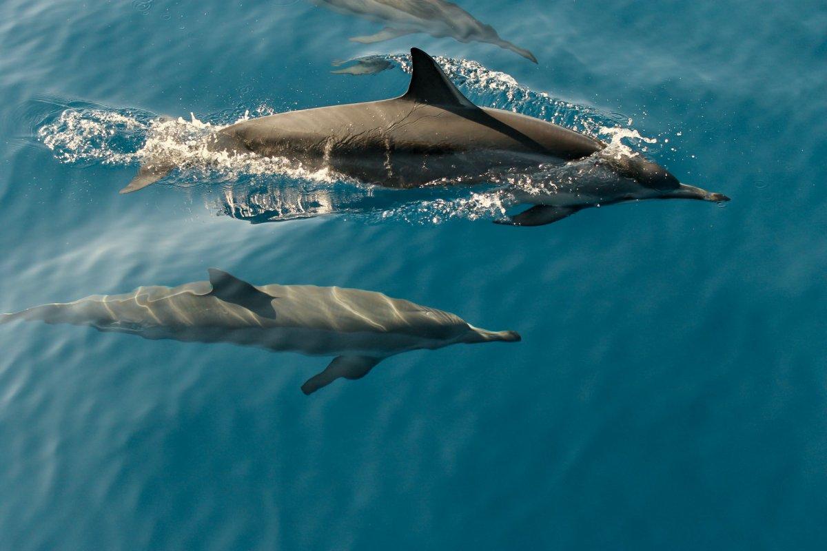 dolphin is the national animal of greece