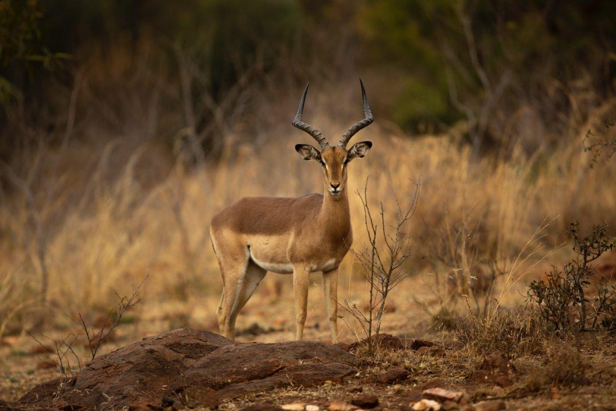 dorcas gazelle is part of the egyptian wildlife