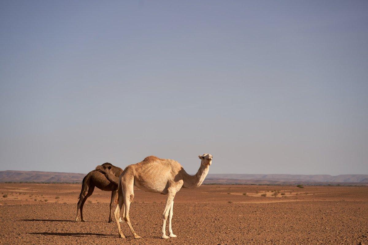 dromedary is among the animals found in egypt