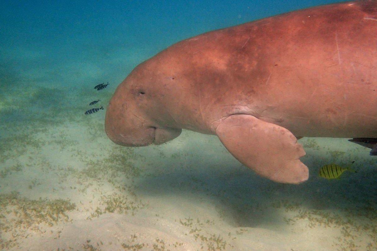 dugong is among the endangered animals in mauritius