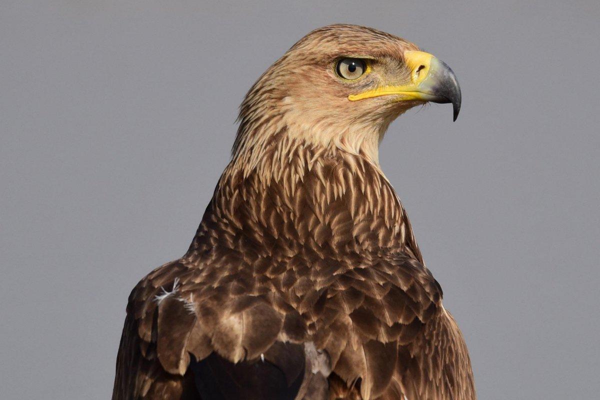 eastern imperial eagle is in the list of the endangered animals in russia