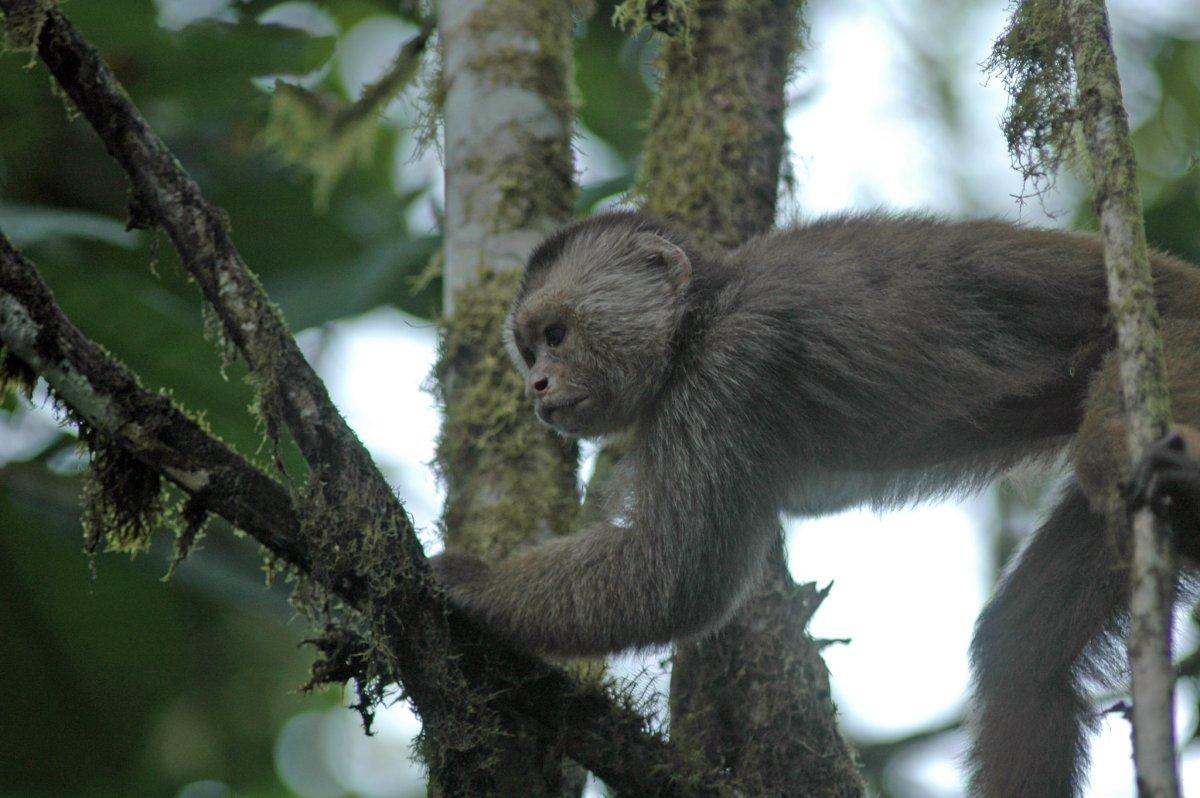 ecuadorian capuchin is among the common animals in ecuador