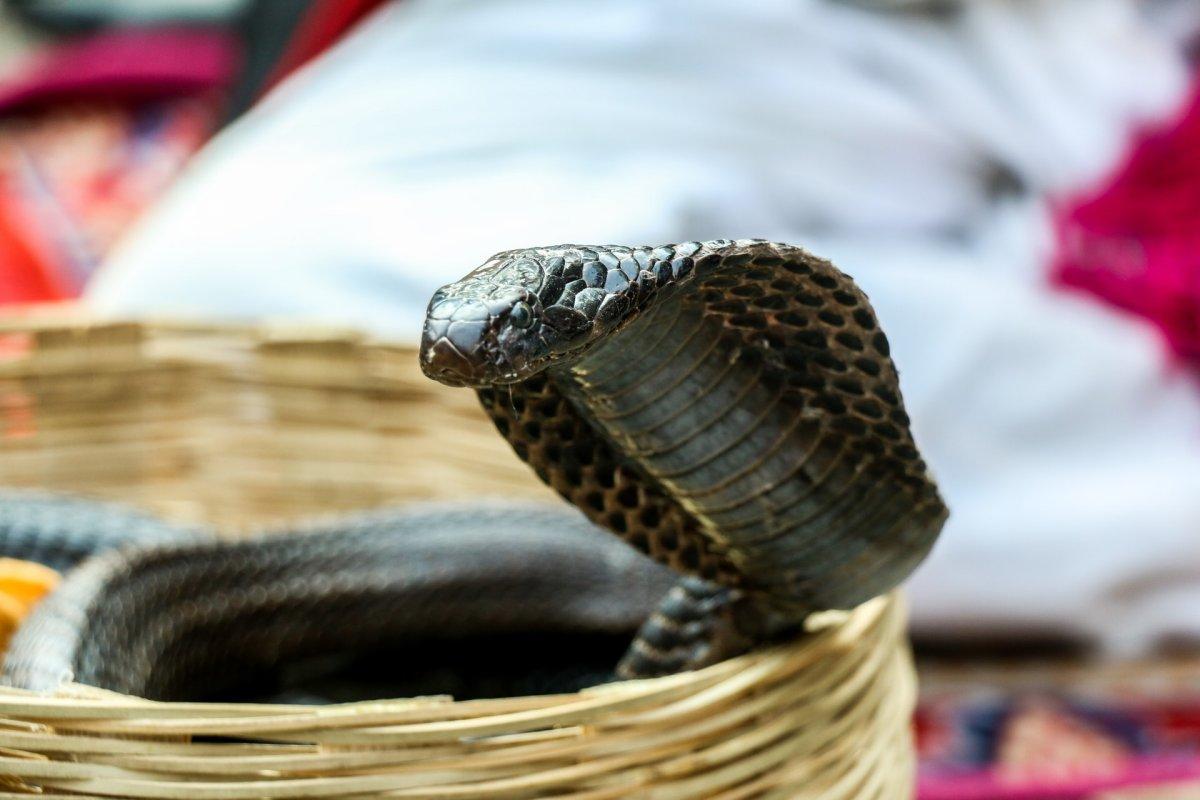 egyptian cobra is one of the animals that live in egypt