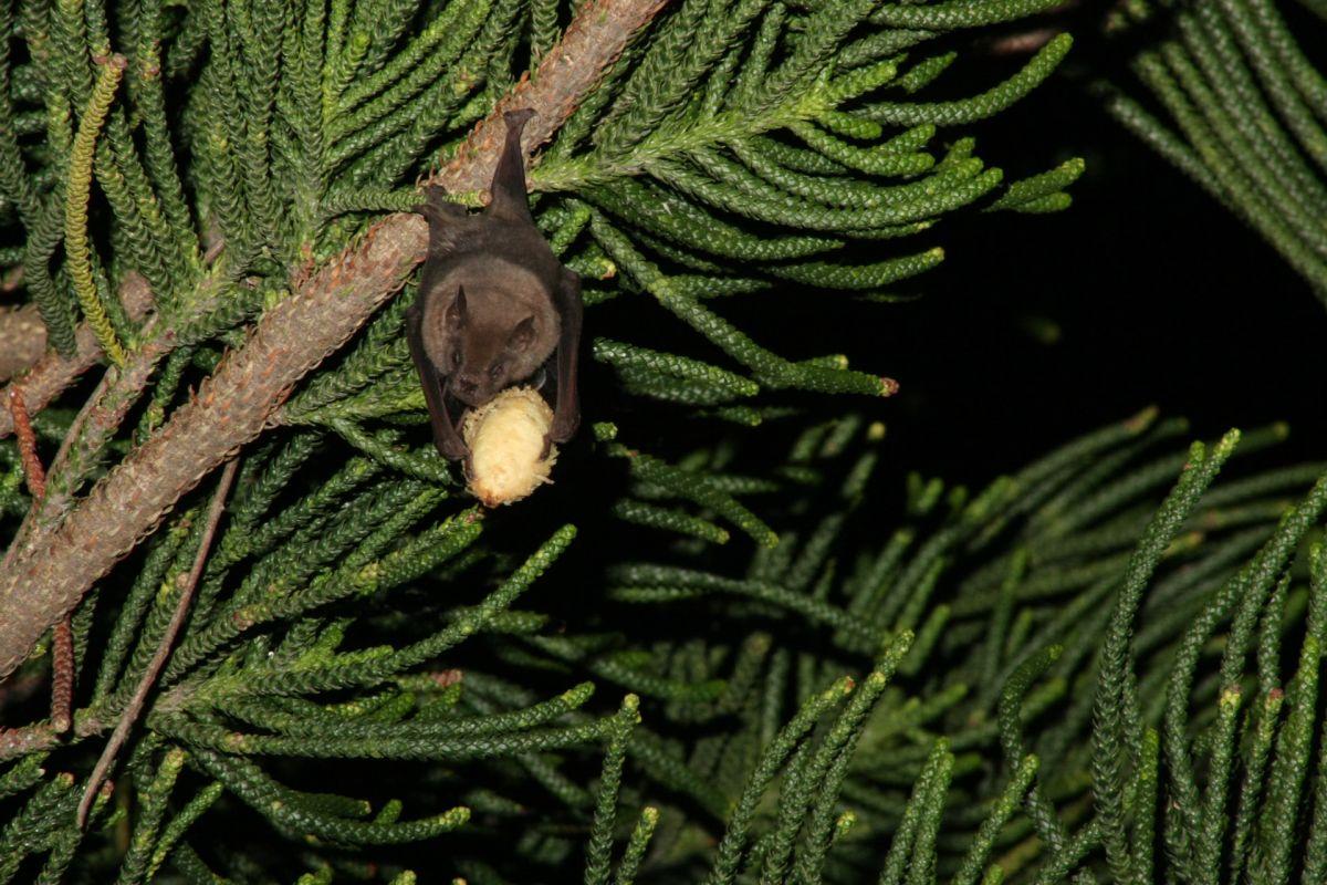 egyptian fruit bat is one of the wild animals in israel