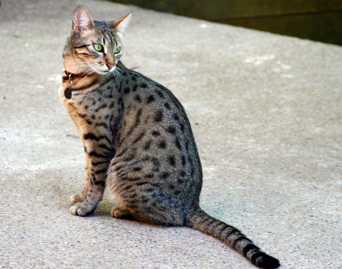 egyptian mau