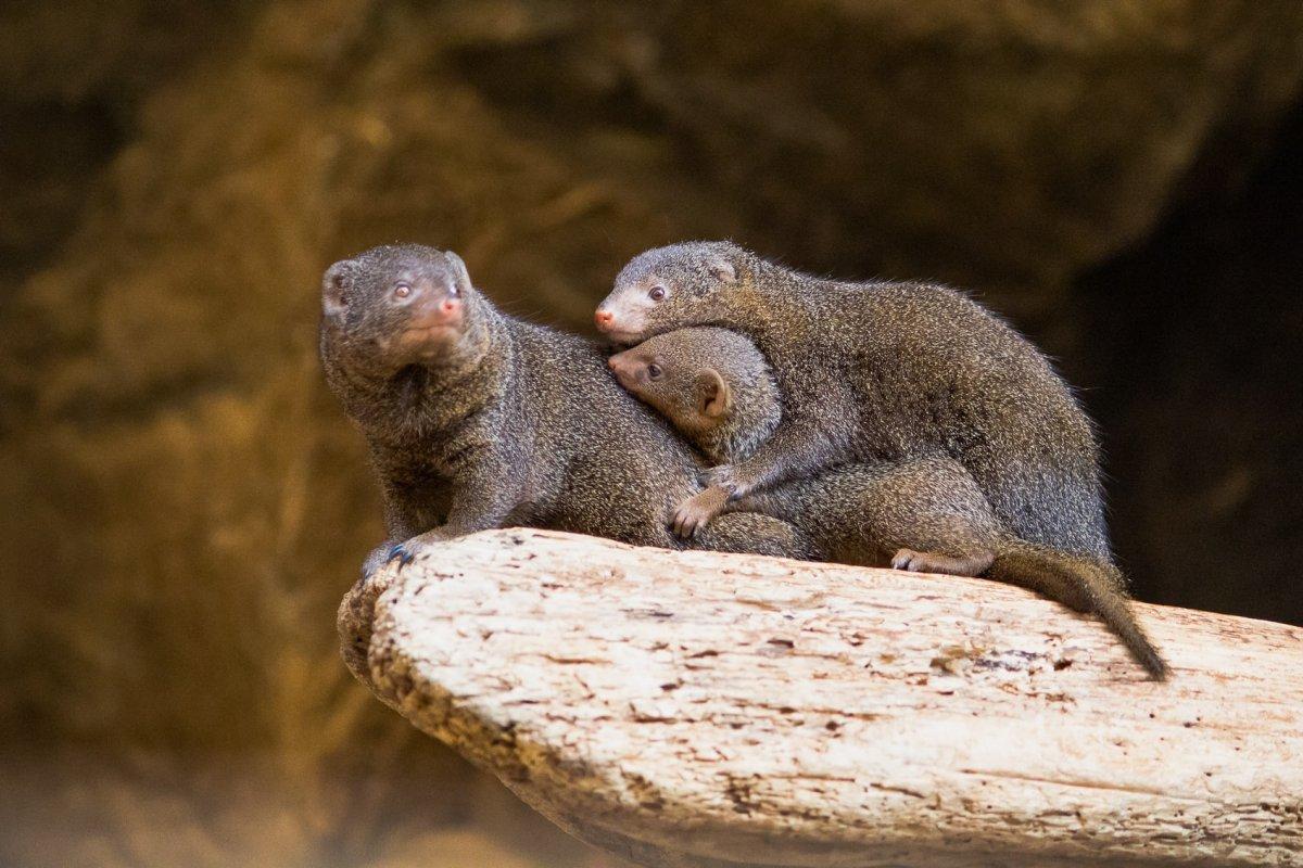 egyptian mongoose is part of the wildlife in jordan