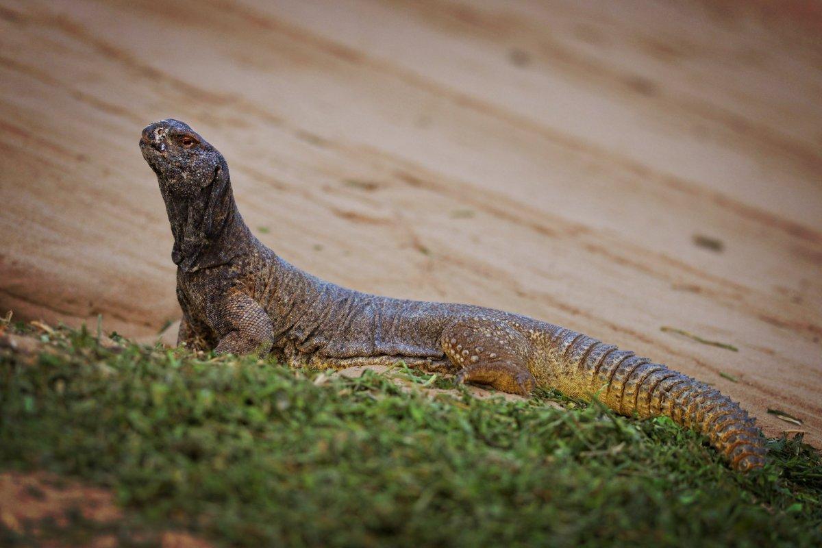 egyptian spiny-tailed lizard is one of the endangered animals in kuwait