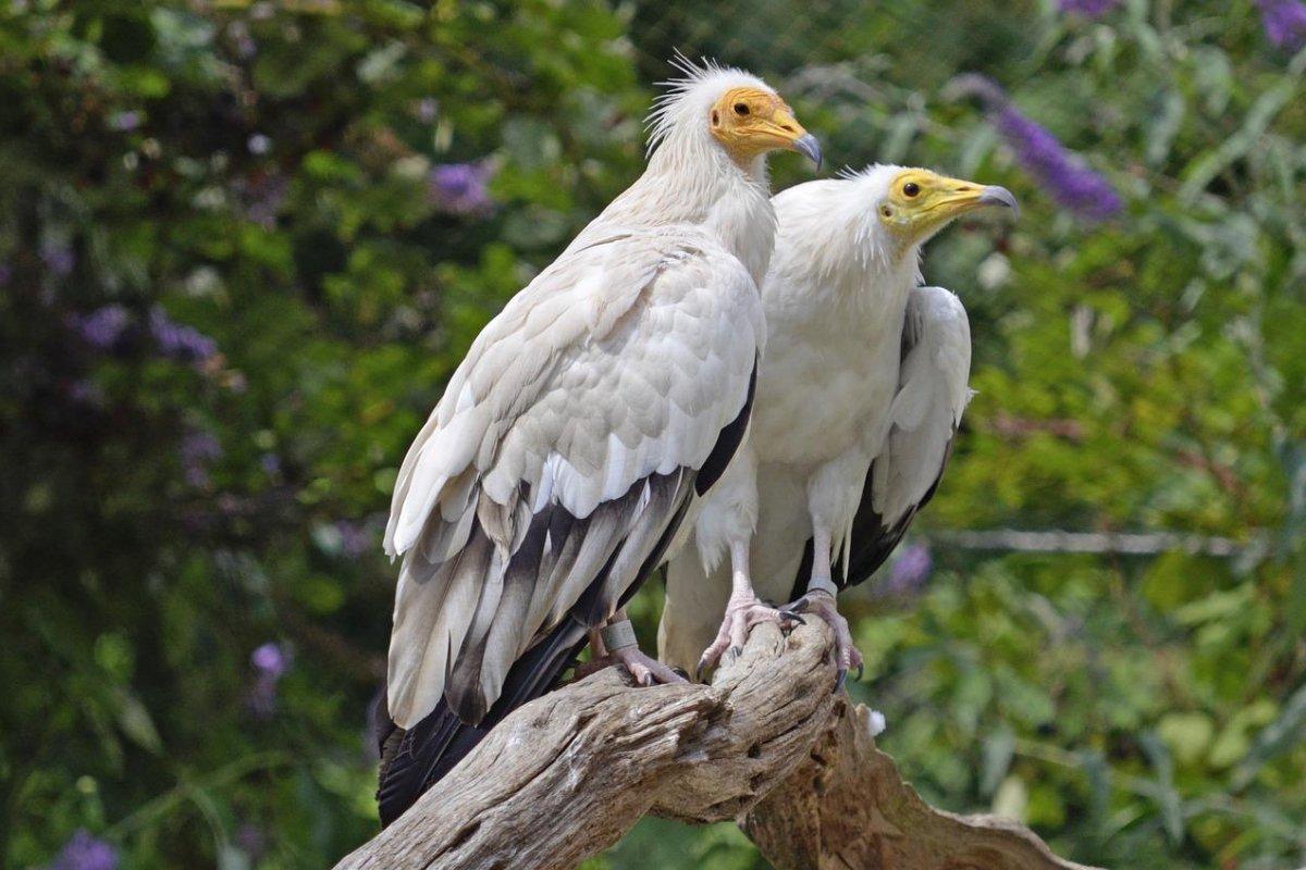 egyptian vulture in malta