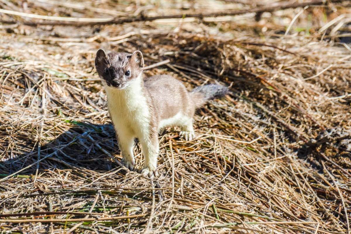 egyptian weasel is in the famous animals in egypt