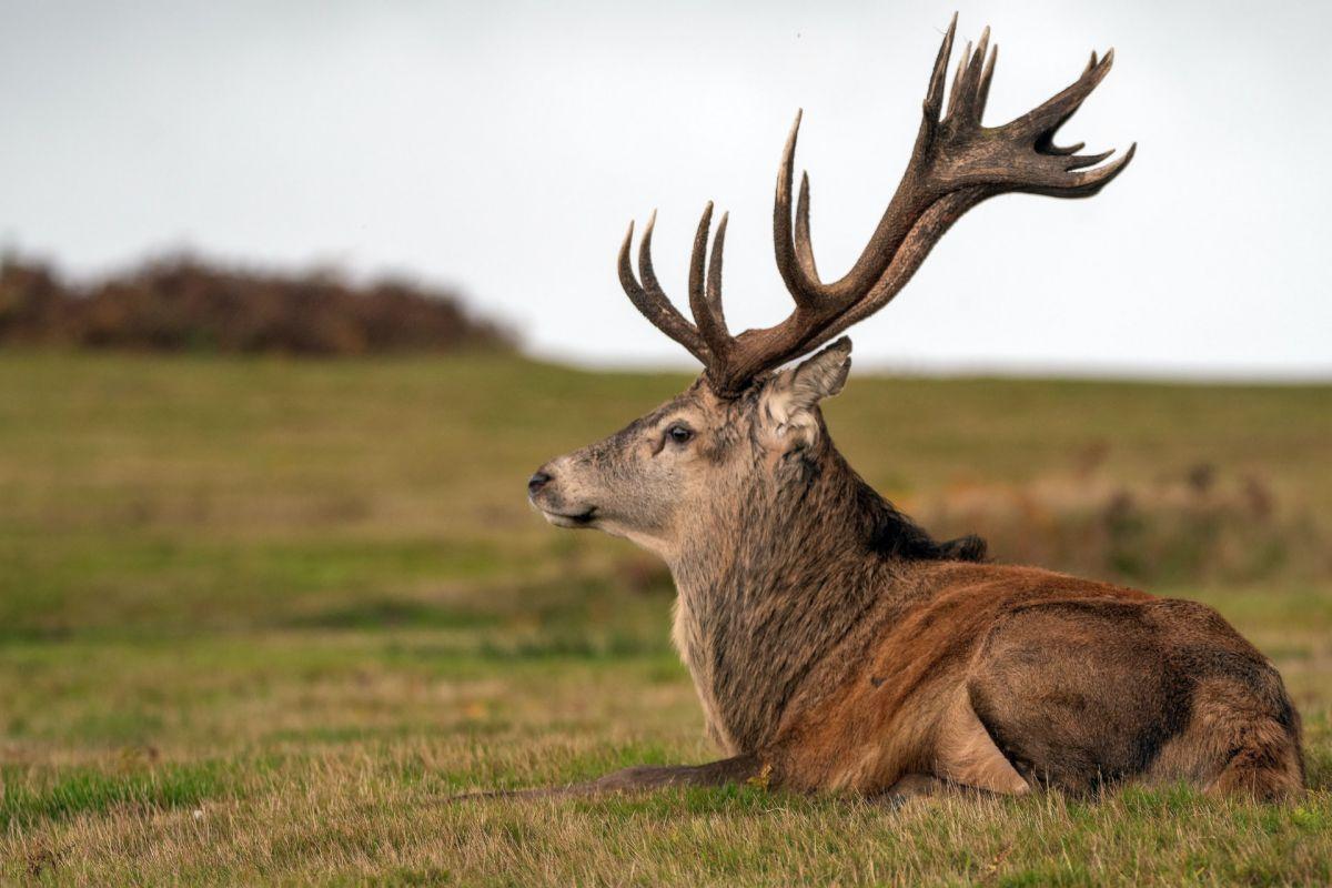 elk is in the native animals in italy