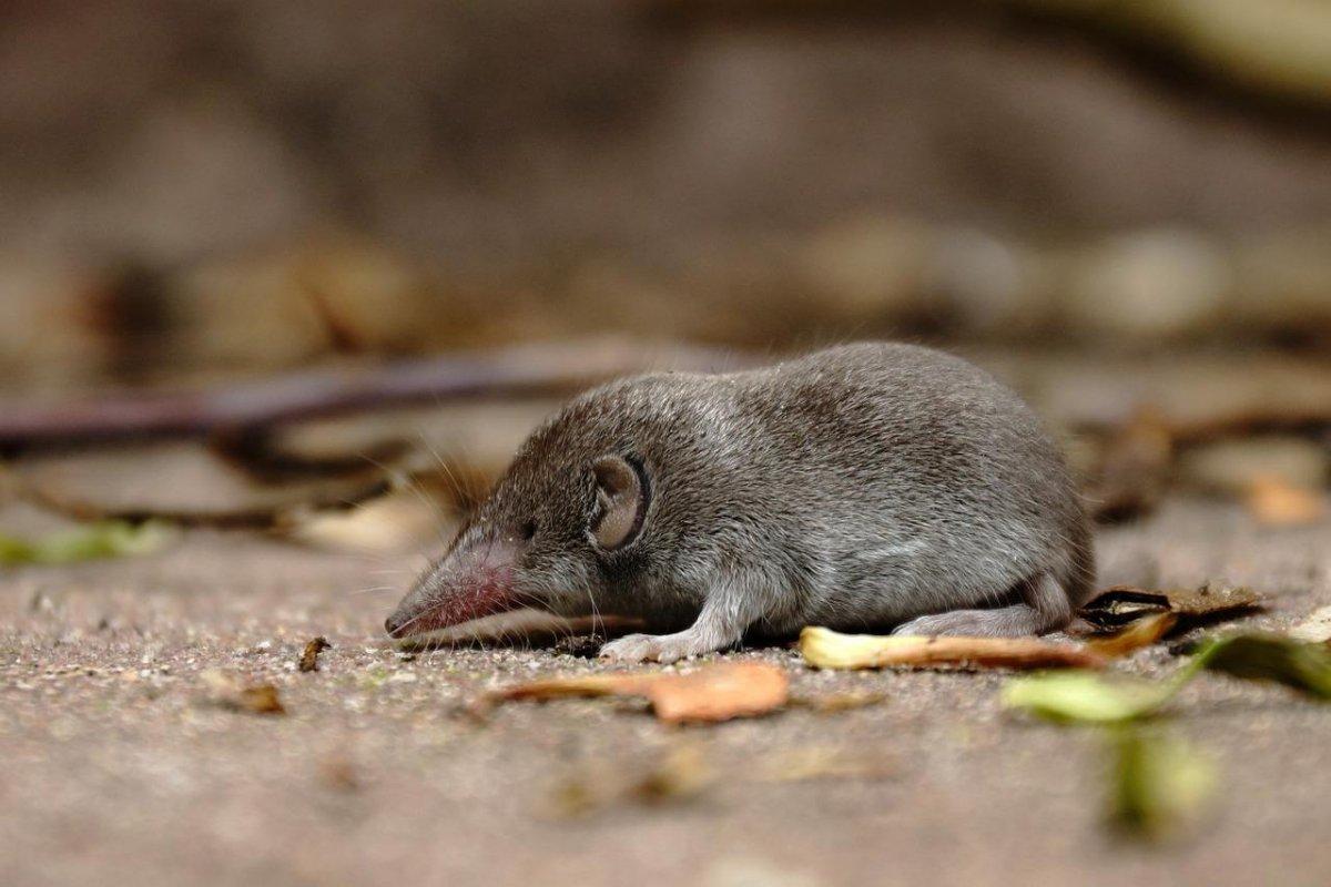 etruscan shrew is part of malta wildlife